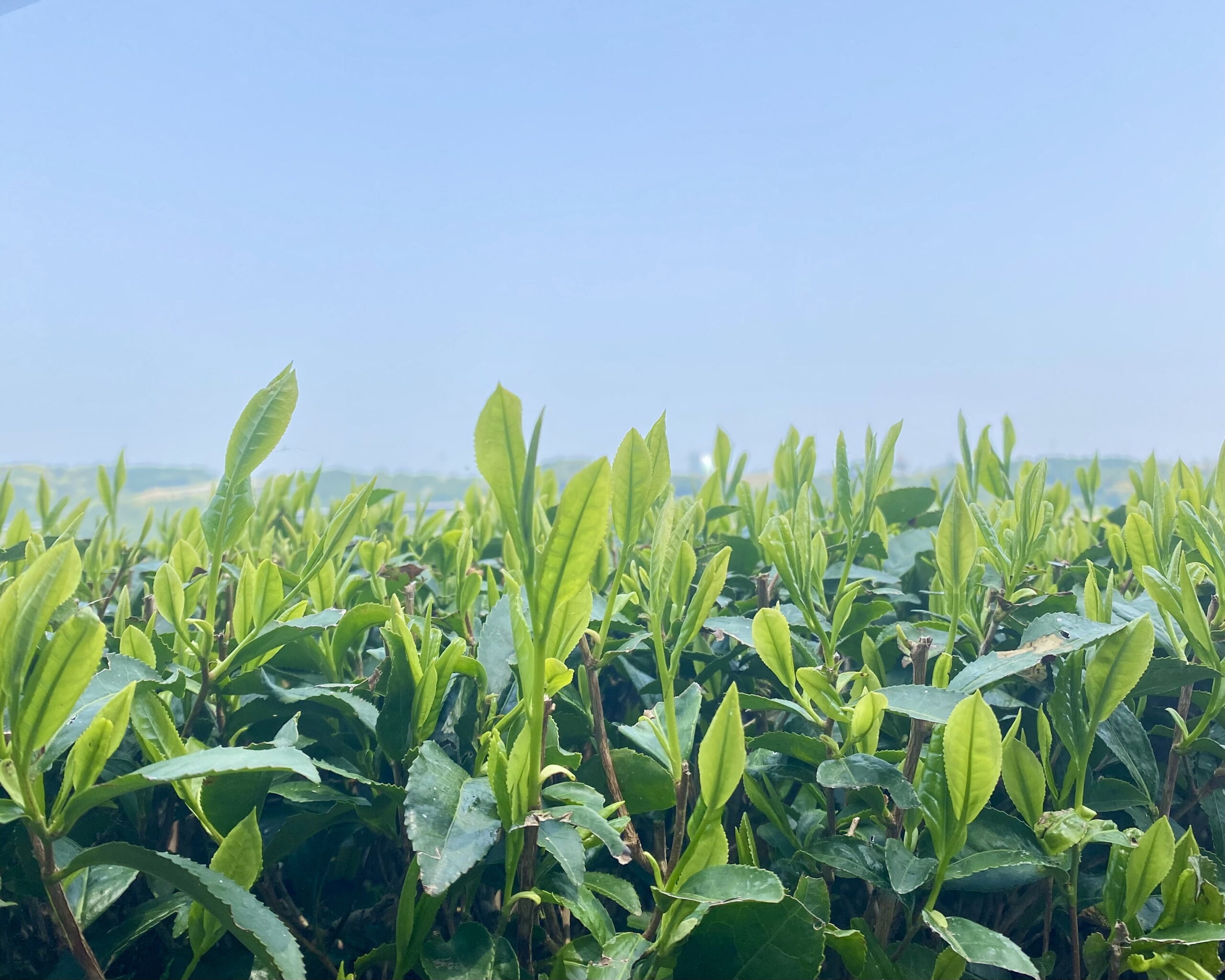 2025 清明 | Luminous spring